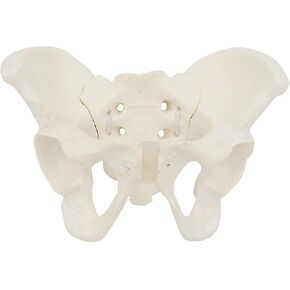Mini Size Female Pelvis Model, Flexible Anatomy Model, Hip Bone Pelvic Anatomical Model for Science Education Midwife, 15x13x7cm