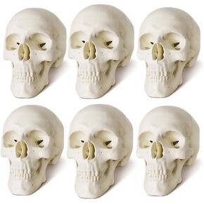 NEW HORIZON Mini Human Skull Model, 6 Part Anatomical Skull is 3.5" Tall, with Removable Skull Cap and Moving Jaw, Includes Full Set of Teeth, (6set) Fun Halloween Decorations