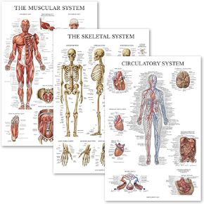 Palace Learning 3 Pack - Muscle + Skeleton + Circulatory System Anatomy Poster Set - Muscular and Skeletal System Anatomical Charts - Laminated - 18" x 24"