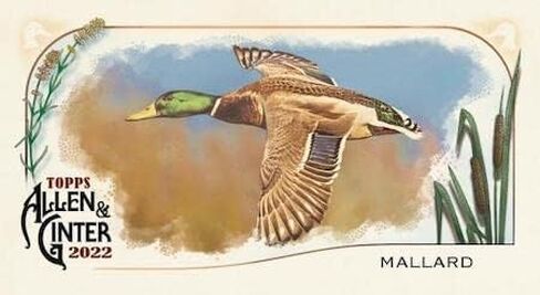 2022 صندوق بيع بالتجزئة Topps Allen & Ginter Baseball Factory مكون من 24 حزمة - 144 بطاقة تداول لكل صندوق!! ي in Saudi Arabia