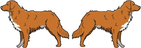 Nova Scotia Duck Tolling Retriever Decal | Indoor/Outdoor | Dog Lover Super Cute Sticker for SUV Windows, Dorm Rooms, Bedroom, Offices | SignMission Personalized Gift | 2 Pack of 6" in Saudi Arabia
