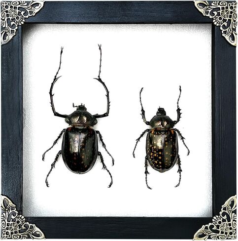 Real Framed Pair Long Arm Beetle Dried Frame Shadow Box Insect Lover Entomology Specimen Taxidermy Bug Display Oddity Gothic Hanging Display Wall Decoration Artwork Home Decor K18-60-TR in Saudi Arabia