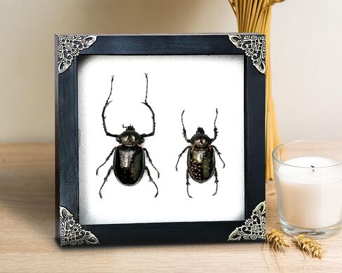Real Framed Pair Long Arm Beetle Dried Frame Shadow Box Insect Lover Entomology Specimen Taxidermy Bug Display Oddity Gothic Hanging Display Wall Decoration Artwork Home Decor K18-60-TR in Saudi Arabia