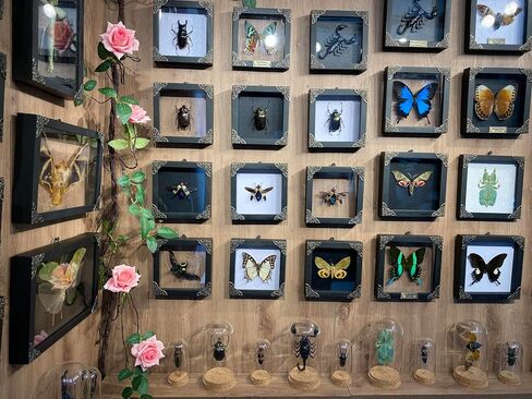 Real Framed Pair Long Arm Beetle Dried Frame Shadow Box Insect Lover Entomology Specimen Taxidermy Bug Display Oddity Gothic Hanging Display Wall Decoration Artwork Home Decor K18-60-TR in Saudi Arabia
