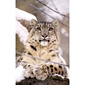 FOT-2687526-30 WM215824 ملصقات جدارية قابلة للتقشير واللصق على شكل نمر الثلج (30 بوصة ارتفاع × 19 بوصة عرض)، متوسط-كبير in Kuwait