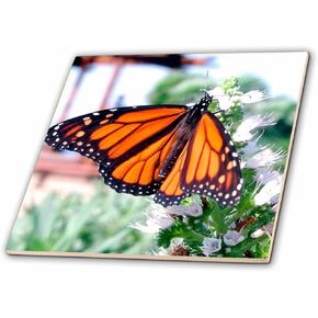 3dRose ct_1106_1 Monarch Butterfly Ceramic Tile, 4-Inch