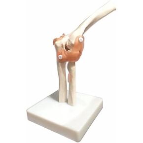 Life Size Elbow Joint Anatomical Model Skeleton - Human Medical Anatomy