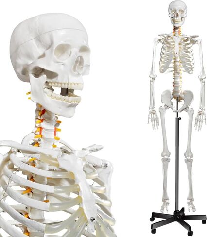 70.8 Inches Human Skeleton Model for Anatomy - Life Size Medical Human Skeleton Model with Ligament，with Nervous System 70.8 in with Rolling Stand for Medical Study and Display in Saudi Arabia