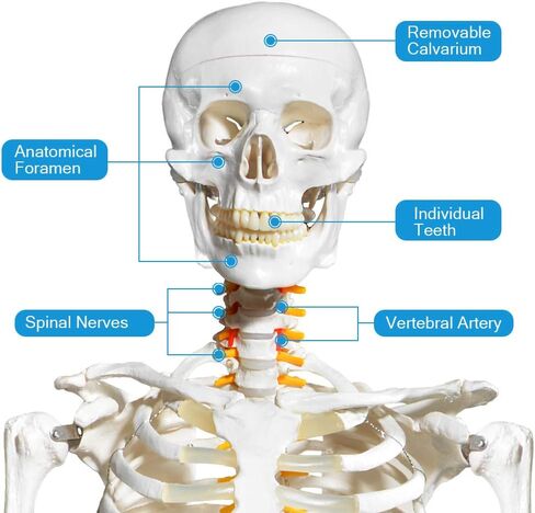 70.8 Inches Human Skeleton Model for Anatomy - Life Size Medical Human Skeleton Model with Ligament，with Nervous System 70.8 in with Rolling Stand for Medical Study and Display in Saudi Arabia