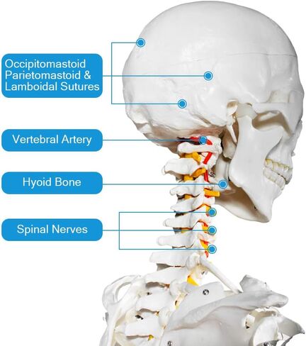 70.8 Inches Human Skeleton Model for Anatomy - Life Size Medical Human Skeleton Model with Ligament，with Nervous System 70.8 in with Rolling Stand for Medical Study and Display in Saudi Arabia