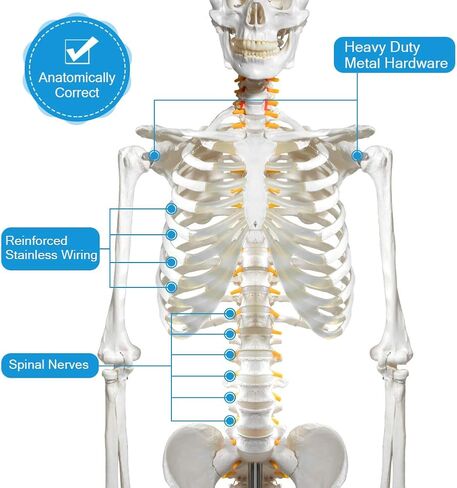 70.8 Inches Human Skeleton Model for Anatomy - Life Size Medical Human Skeleton Model with Ligament，with Nervous System 70.8 in with Rolling Stand for Medical Study and Display in Saudi Arabia