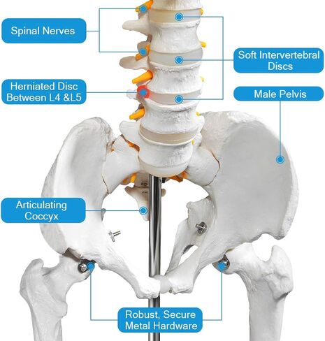 70.8 Inches Human Skeleton Model for Anatomy - Life Size Medical Human Skeleton Model with Ligament，with Nervous System 70.8 in with Rolling Stand for Medical Study and Display in Saudi Arabia