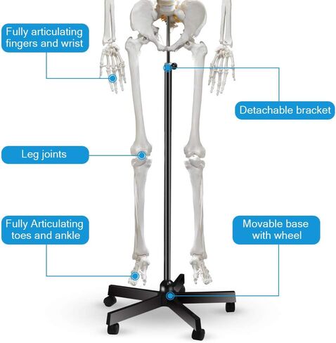 70.8 Inches Human Skeleton Model for Anatomy - Life Size Medical Human Skeleton Model with Ligament，with Nervous System 70.8 in with Rolling Stand for Medical Study and Display in Saudi Arabia