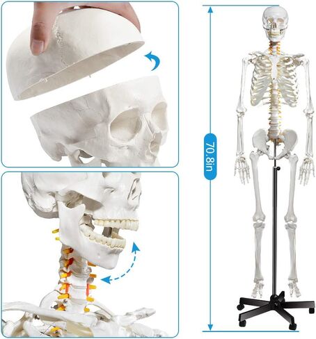 70.8 Inches Human Skeleton Model for Anatomy - Life Size Medical Human Skeleton Model with Ligament，with Nervous System 70.8 in with Rolling Stand for Medical Study and Display in Saudi Arabia
