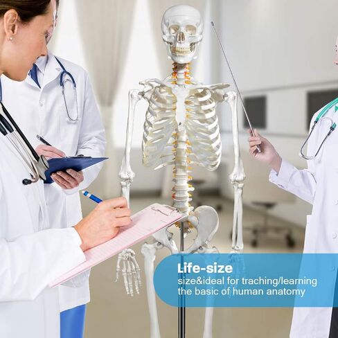 70.8 Inches Human Skeleton Model for Anatomy - Life Size Medical Human Skeleton Model with Ligament，with Nervous System 70.8 in with Rolling Stand for Medical Study and Display in Saudi Arabia