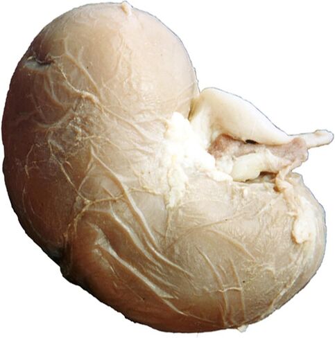 عينة من كلية الأغنام المحفوظة للتشريح، لفصول علم الأحياء، عبوة مفرغة من 10 قطع in Kuwait