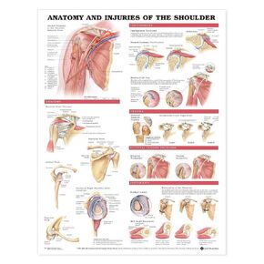 Anatomy And Injuries Of The Shoulder Chart: (plastic Styrene)