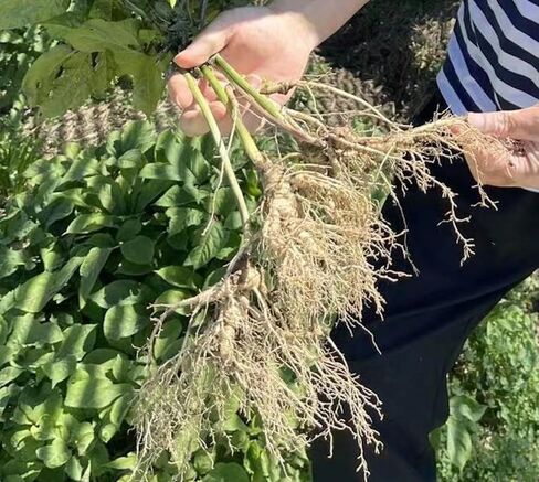 Sengluck American Ginseng (4-yr Growth) 8 oz, 参吉尔促销美国威州原产优质4年花旗参/西洋参0.5磅227克 in Saudi Arabia