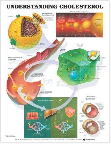 Understanding Cholesterol Anatomical Chart in Saudi Arabia