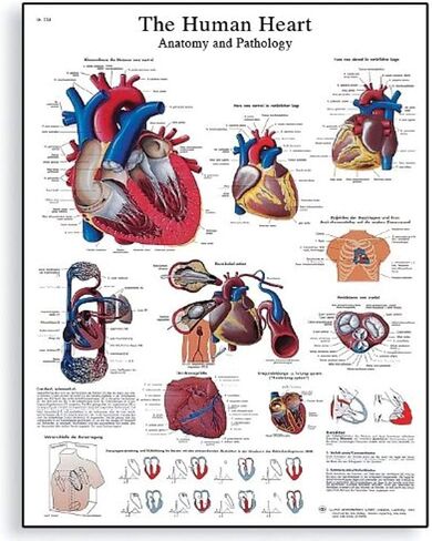 3B Scientific VR1334UU Glossy Paper The Human Heart Anatomy and Physiology Chart, Poster Size 20" Width x 26" Height in Saudi Arabia
