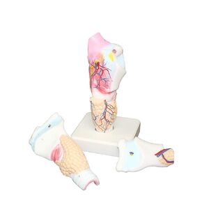 Vision Scientific VAR473 Human Larynx Model | Enlarged 3X | Dissectible into 3 Parts | Longitudinally Sectioned to View Internal Structures