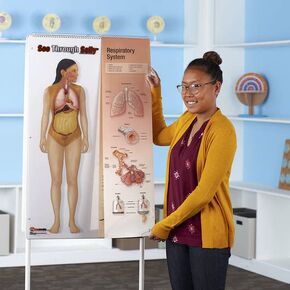 United Scientific™ See-Through Sally™ Human Anatomy Display | Lymphatic, Muscular, Vascular, Skeletal, Nervous, Respiratory, Circulatory, Digestive, Urinary, Reproductive, and Endocrine Systems