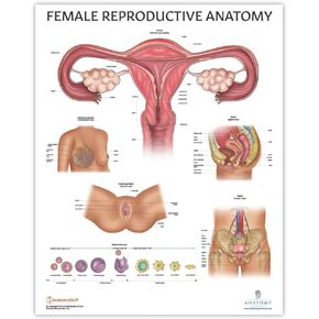 Anatomy Lab Human Female Reproductive System Anatomy Poster, LAMINATED, Anatomy and Physiology, 17.3 x 22.5 Inches, Body System Diagram, Anatomical Chart for Education Learning and Students