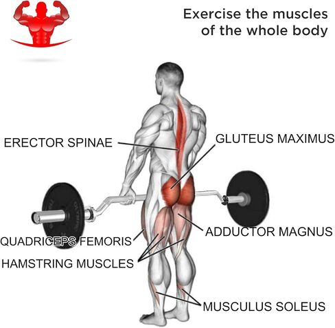 BotaBay Olympic Safety Squat Bar Fitness Squat Olympic Bar Safety Squat Bar مرفق مع شريط الوزن الأولمبي يحمل ما يصل إلى 1000 رطل لرفع الأثقال in Kuwait