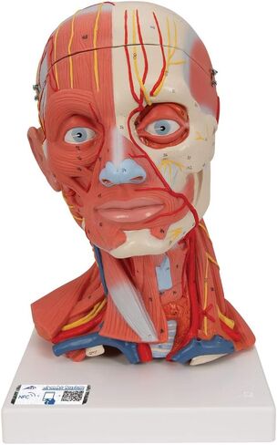 Head and Neck Musculature 3/4 full-size 5-part - 3B Smart Anatomy in Saudi Arabia
