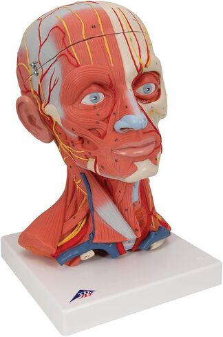 Head and Neck Musculature 3/4 full-size 5-part - 3B Smart Anatomy in Saudi Arabia