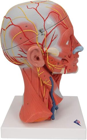 Head and Neck Musculature 3/4 full-size 5-part - 3B Smart Anatomy in Saudi Arabia