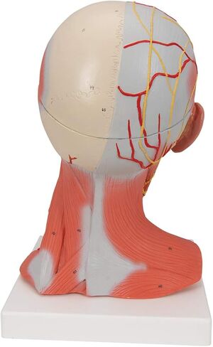 Head and Neck Musculature 3/4 full-size 5-part - 3B Smart Anatomy in Saudi Arabia