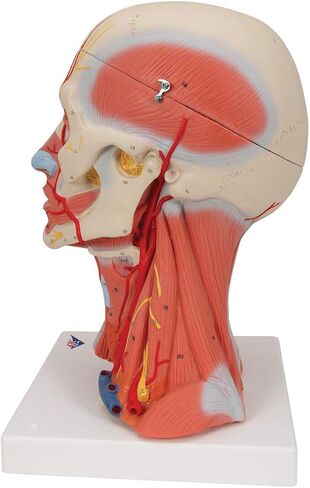 Head and Neck Musculature 3/4 full-size 5-part - 3B Smart Anatomy in Saudi Arabia