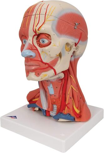 Head and Neck Musculature 3/4 full-size 5-part - 3B Smart Anatomy in Saudi Arabia