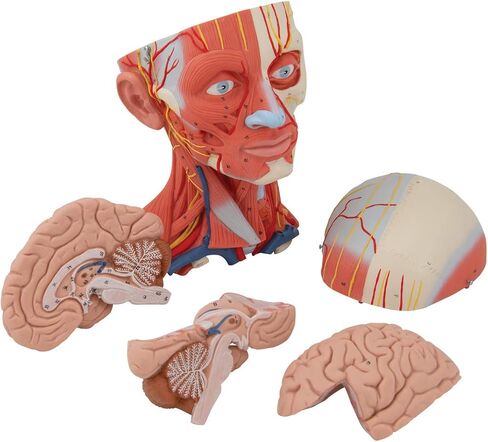 Head and Neck Musculature 3/4 full-size 5-part - 3B Smart Anatomy in Saudi Arabia