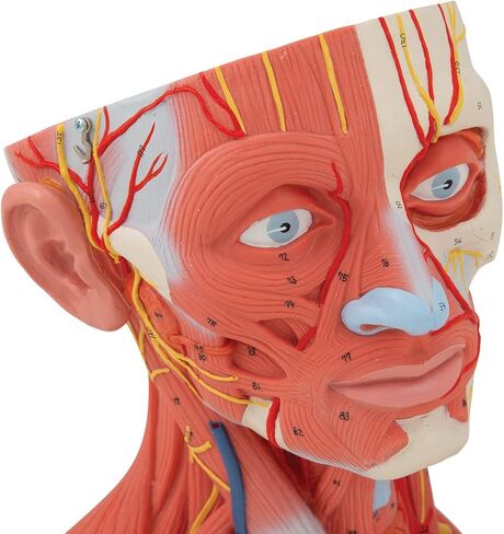 Head and Neck Musculature 3/4 full-size 5-part - 3B Smart Anatomy in Saudi Arabia