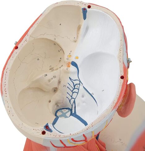 Head and Neck Musculature 3/4 full-size 5-part - 3B Smart Anatomy in Saudi Arabia