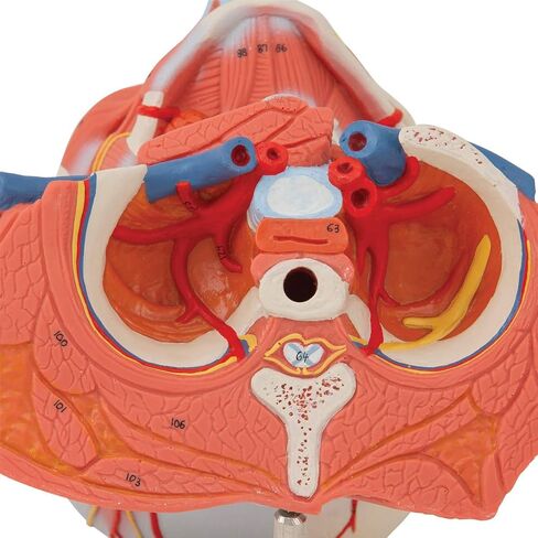 Head and Neck Musculature 3/4 full-size 5-part - 3B Smart Anatomy in Saudi Arabia