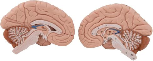 Head and Neck Musculature 3/4 full-size 5-part - 3B Smart Anatomy in Saudi Arabia