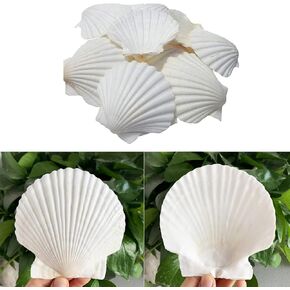 Scallop Shells for Crafts 16Pcs 3-3.5 Inch, White Sea Shells Bulk for Decorating Crafting Beach Home Decor DIY