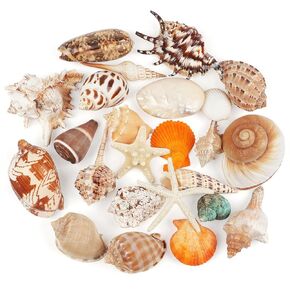 TaoQ C 24 PCS Large Sea Shells Mixed Ocean Seashells Starfish Conch Various Sizes Natural Seashells for Fish Tank Beach Themed Party Home Bathroom Wedding Decorations DIY Crafts