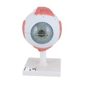 3B Scientific F10 Eye 5 times full-size 6-part - 3B Smart Anatomy