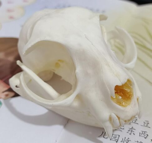 لوازم تحنيط جمجمة القط فن العظام والطب البيطري وتعليم العلوم 1:1 in Kuwait