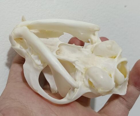 لوازم تحنيط جمجمة القط فن العظام والطب البيطري وتعليم العلوم 1:1 in Kuwait