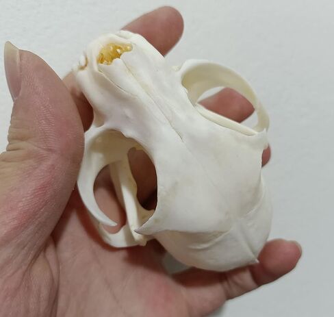 لوازم تحنيط جمجمة القط فن العظام والطب البيطري وتعليم العلوم 1:1 in Kuwait