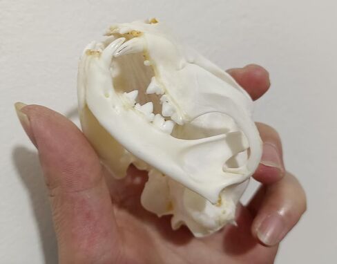 لوازم تحنيط جمجمة القط فن العظام والطب البيطري وتعليم العلوم 1:1 in Kuwait