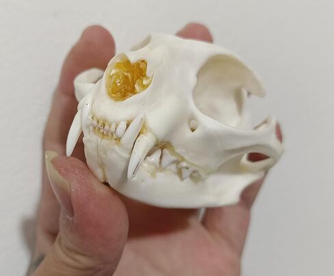 لوازم تحنيط جمجمة القط فن العظام والطب البيطري وتعليم العلوم 1:1 in Kuwait