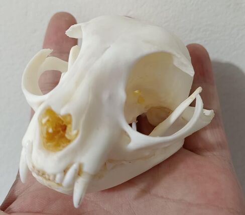 لوازم تحنيط جمجمة القط فن العظام والطب البيطري وتعليم العلوم 1:1 in Kuwait