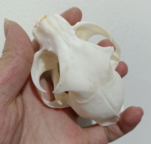 لوازم تحنيط جمجمة القط فن العظام والطب البيطري وتعليم العلوم 1:1 in Kuwait