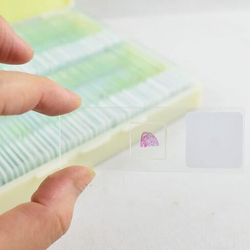 مجموعة شرائح مجهرية مُجهزة مكونة من 100 قطعة، عينة مختبر علم الأحياء الاحترافية للأطفال الطلاب وعلم الأحياء الدقيقة والحشرات والنباتات وتعلم العلوم والمدرسة المنزلية in Kuwait